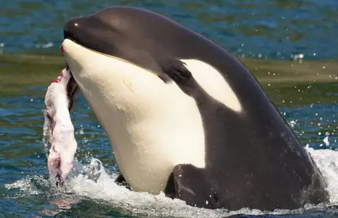 Why Are Orcas, AKA Killer Whales, Giving Humans Gifts of Food?