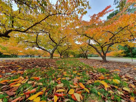 Scientists Reveal How Trees Use Geometric Tricks to ‘Steal’ Nutrients